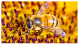 1. Hive Alive! Sweet Virginia Foundation: Bee Bodies Lesson