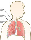Biology, Animal Structure and Function, The Respiratory System, Breathing
