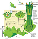 Biology, Biological Diversity, Seedless Plants, Bryophytes