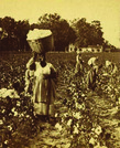 U.S. History, Cotton is King: The Antebellum South, 1800–1860, The Economics of Cotton