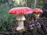 Biology, Biological Diversity, Fungi, Characteristics of Fungi