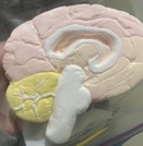 Building a Brain of Clay