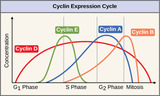 Biology, The Cell, Cell Reproduction, Control of the Cell Cycle