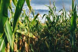 Agronomy: Crop Scouting