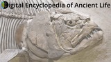 Digital Encyclopedia of Ancient Life (DEAL)