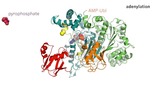 ENZYME BIOCHEMISTRY FOR DENTAL STUDENTS