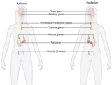 Endocrinology