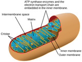Biology, The Cell, Cellular Respiration, Energy in Living Systems
