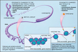 Biology, Genetics, Gene Expression, Eukaryotic Epigenetic Gene Regulation