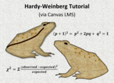 Hardy-Weinberg Tutorial (via Canvas LMS)