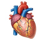 Human Heart - Circulatory System