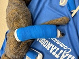 A Visual Guide to Bandaging for Veterinary Technicians