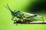 Agronomy- Plant Pests (Insects)