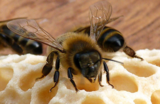 Mind Your Own Beeswax Lesson by Agriculture in the Classroom