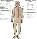 Psychology, Biopsychology, Parts of the Nervous System