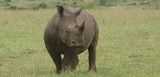 Rhinoceros 3D Modelling Basics