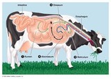 Ruminant vs. Monogastric Digestive Systems
