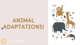 Grade 3 - Animal Adaptations