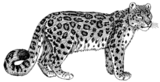 Diet Analysis of a Snow Leopard