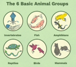 Animal Classes - 4th grade elementary school lesson