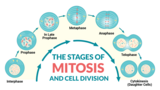 SC Biology EOC Review - Mitosis and Cell Cycle