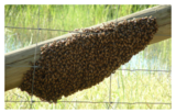 4. Hive Alive! Sweet Virginia Foundation: Swarm Lesson