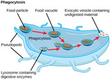Biology, The Cell, Cell Structure, The Endomembrane System and Proteins