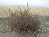 Grade 2 - Elementary Science and Integrated Subjects: Tumbling Tumbleweeds