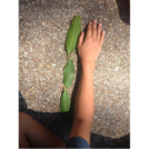 Measuring with Leaves -- Out Teach