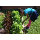 Veggie Bed Multiplication -- Out Teach