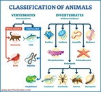 Animal Classes - 7th grade elementary school lesson