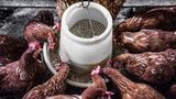 Meeting the Nutritional Needs of Animals