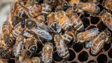 Be The Bee Virtual Field Trip and Educator's Guide