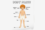The part of the body