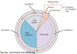 Cell Cycle Tour