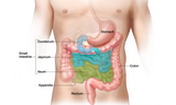 Digestion and excretion