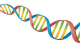 Biology I- DNA
