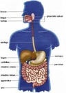 L’organizzazione  e la funzione dell’apparato digerente
