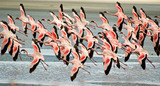 #1: Why are Flamingos Pink?
