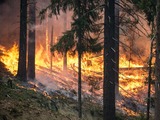 Forest Fires / Wildfires