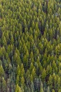 PEI SOLS HS Forests: Carbon Sequestration