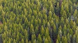 PEI SOLS MS Forests: Carbon Sequestration
