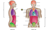 OpenStax Anatomy & Physiology Chapter 1 Identification Images