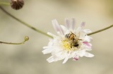 The Amazing Honey Bee Lesson by Agriculture in the Classroom
