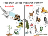 The Difference Between fod Web and Food Chain