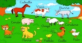 CLASIFICACION DE ANIMALES