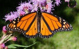 Life Cycle of a Butterfly