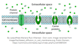 Mechanisms of Transport in the Cell Membrane