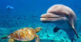 A friendship between a turtle and a dolphin