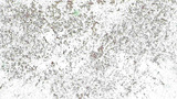 Micrograph Escherichia coli safranin red 100x p000006